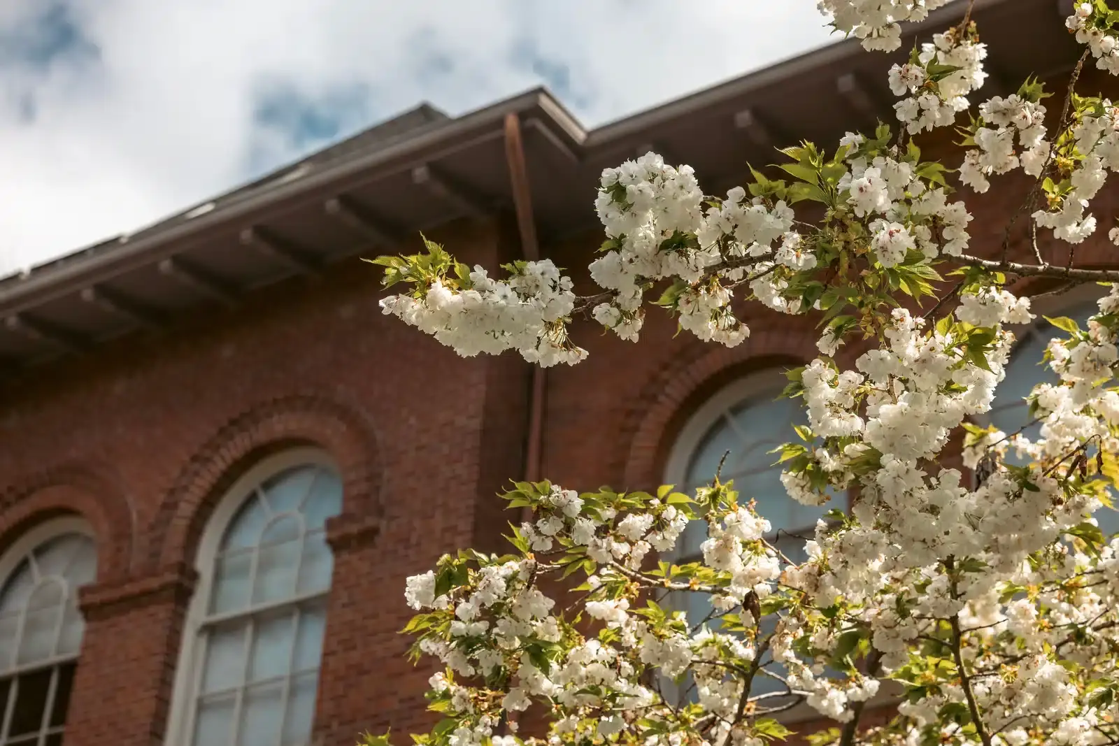 Spring cherry blossoms over historic brick architecture, the signature of Macon, Georgia